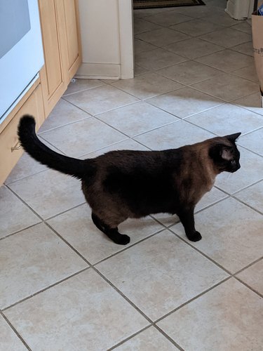 A cat emerges from a hiding spot and is looking for snacks.