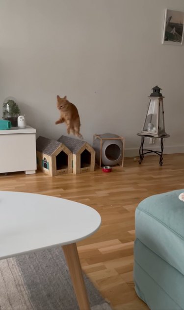 A cat jumps like a kangaroo across a room.