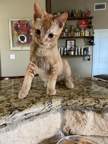 A kitten learns to jump onto kitchen countertops.