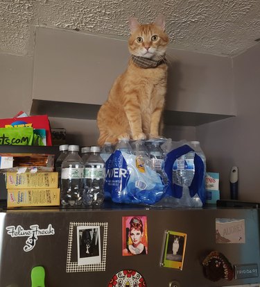 An orange cat sits on top of a refrigerator that has waterbottles.