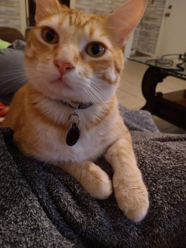 An orange cat with a sweet face sits on their pet parent's lap, and looks at the camera.