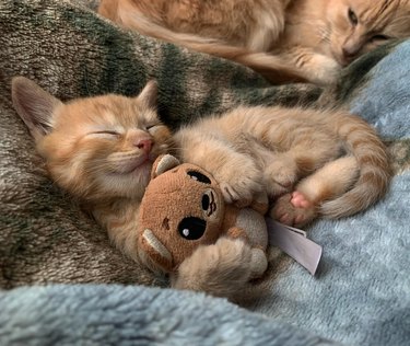 An orange cat cuddles with a stuffed animal bear, while another orange cat looks at them.