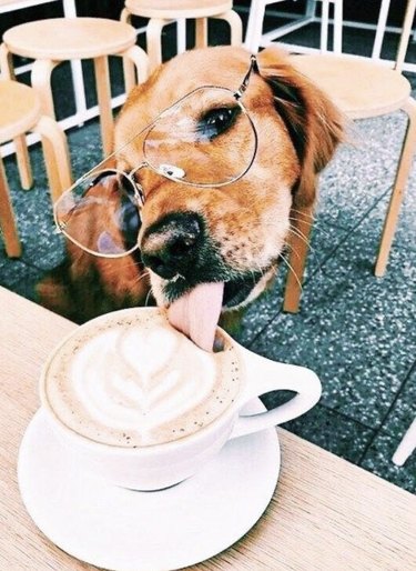 dog drinking a cappuccino