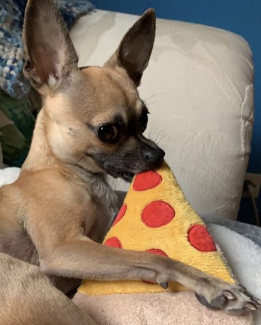 dog eating pizza toy