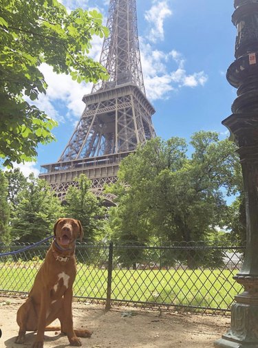 dog sitting by Eiffel Tower