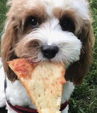 dog eating pizza slice