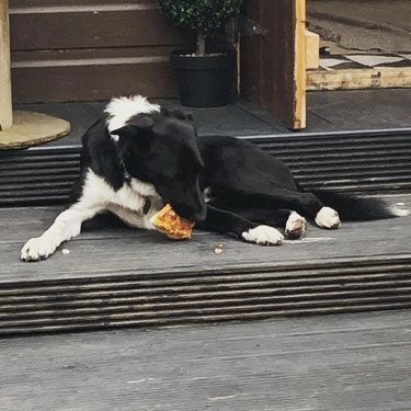 dog eating pizza on floor