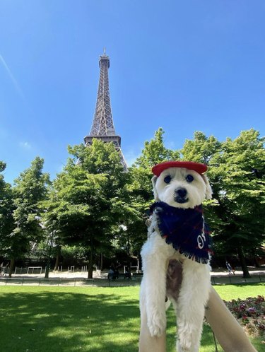 dog by Eiffel Tower