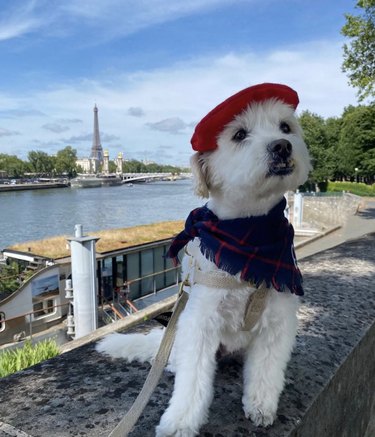 dog by the Eiffel Tower in a beret