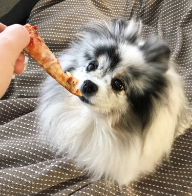 dog eating pizza slice