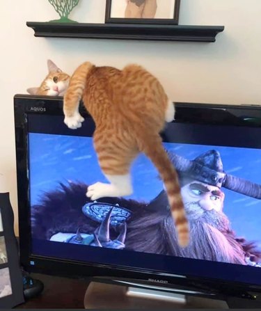 cat sleeping twisted on television