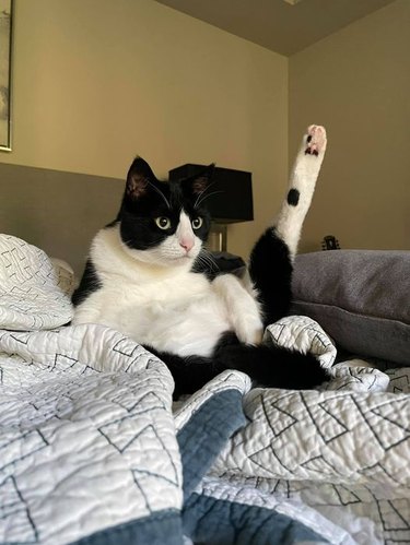 cat with leg up