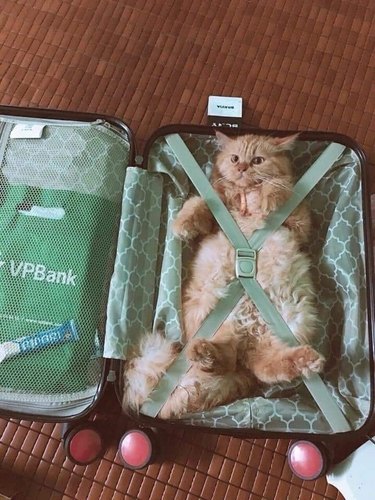cat packed in suitcase