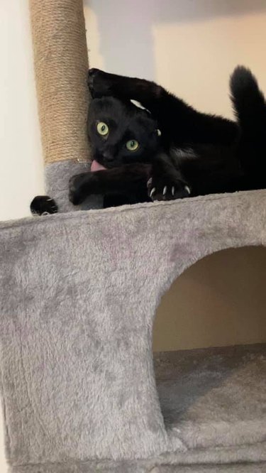 black cat twisted like a furry pretzel