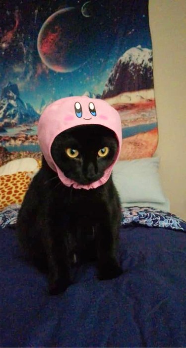 cat with pink hat