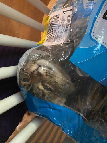 cat crawls into plastic packaging