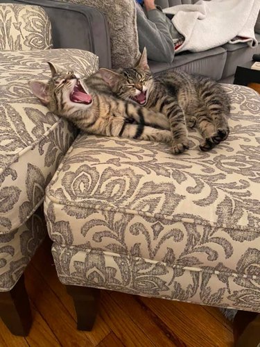 cats yawn at same time