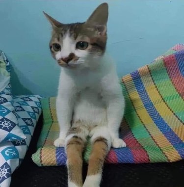 cat sits like human