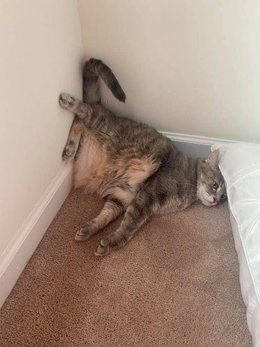 cat sleeps funny against wall