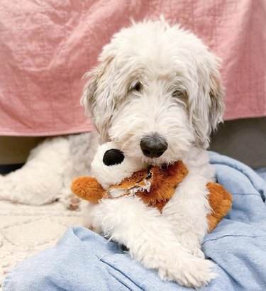 dog cuddling its stuffed animal in their front paws