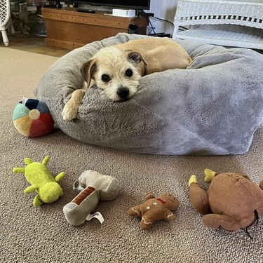 dog lying on a bed with its stuffed animals all around it