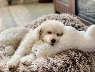 A maltipoo sleeping with a stuffed animal