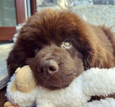 dog giving puppy dog eyes with its chin on a stuffed animal