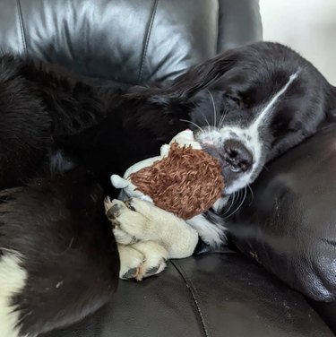 dog cuddling their stuffed animal