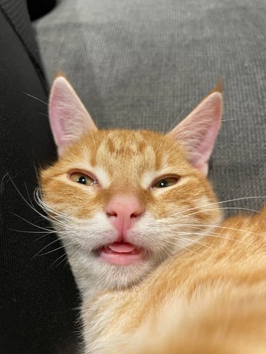 An orange cat is displaying a "derpy" facial expression.