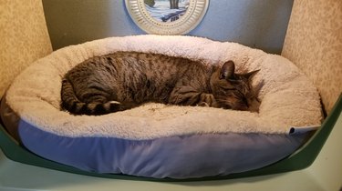 A cat is sleeping in a cat bed inside a re-purposed TV set.