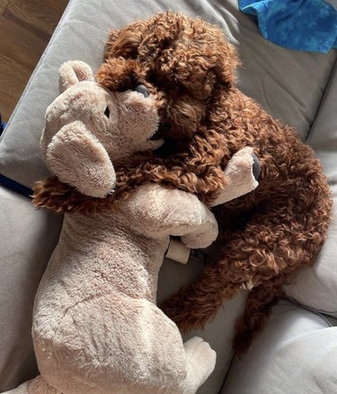 dog cuddling its stuffed animal in bed