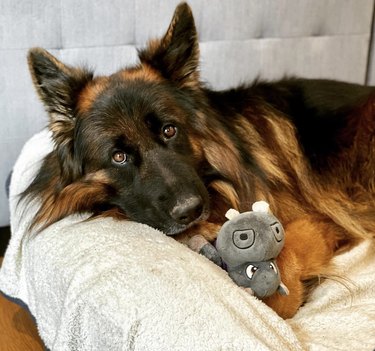 large dog cuddling a tiny stuffed animal
