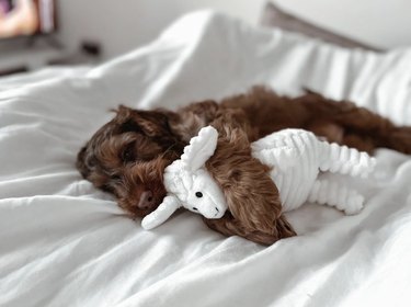 dog sleeping with a stuffed lamb