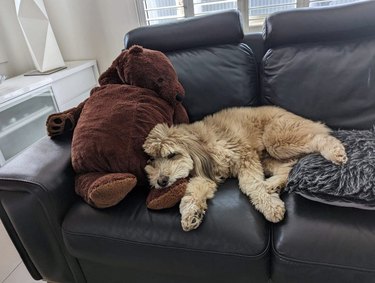 dog cuddling with a stuffed animal bigger than itself