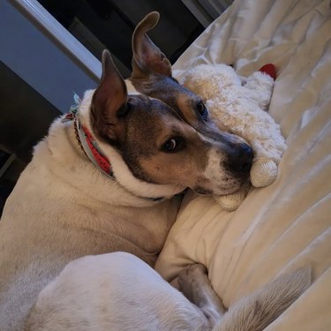 dog sleeping atop a stuffed lamb