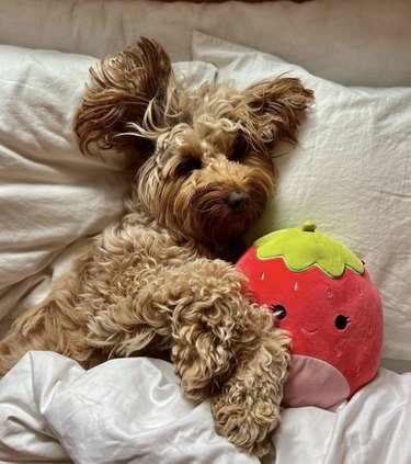 dog sleeping with its stuffed strawberry