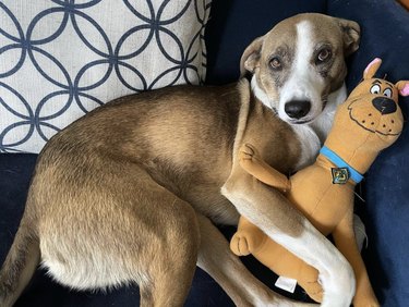dog cuddling a Scooby-Doo stuffed animal