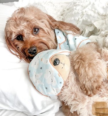 dog sleeping beside its teddy bear