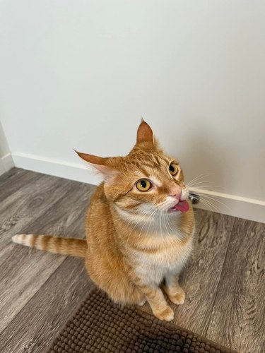 An orange cat is sticking their tongue out.