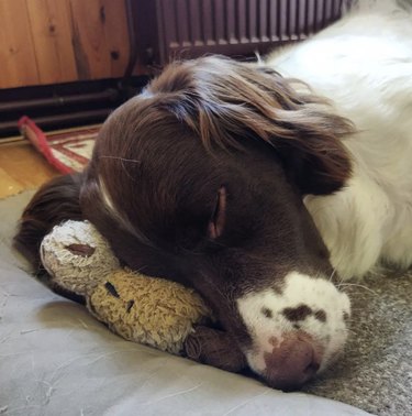 dog sleeping on its stuffed animal as a pillow