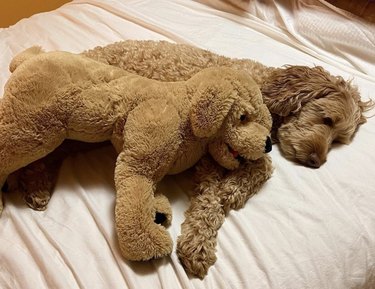 dog cuddling a lookalike stuffed animal