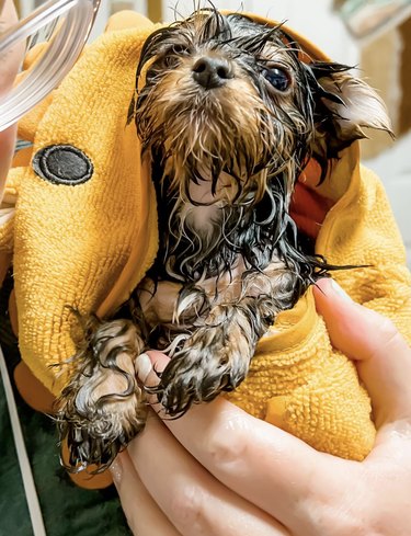 A wet Yorkie puppy in a yellow towel.