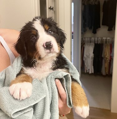 A puppy in their human's arms being towel dried.