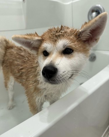 A wet Akita puppy inside a bathtub.