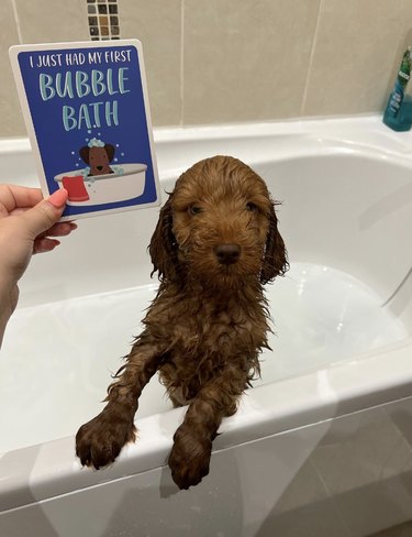 A cockapoo puppy in a bath with a sign that says "I just had my first bubble bath."