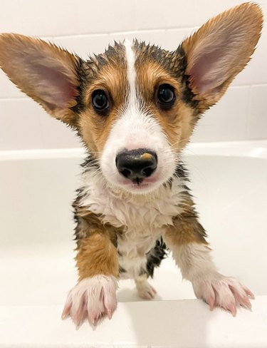 A wet corgi puppy inside a bathtub.
