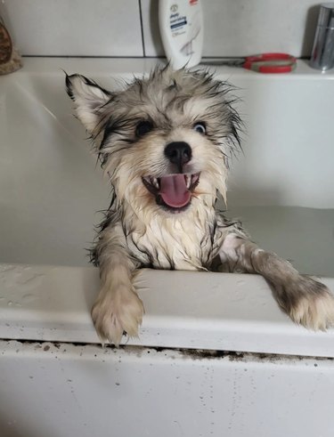 A happy pomsky puppy is inside a bathtub.