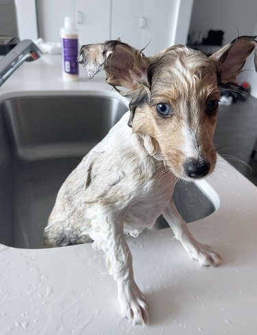 A wet shetland sheepdog puppy inside a sink.