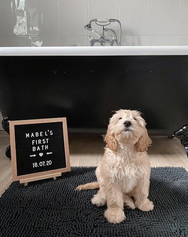 A cockapoo dog sitting next to a plaque that says Mabel's First Bath.