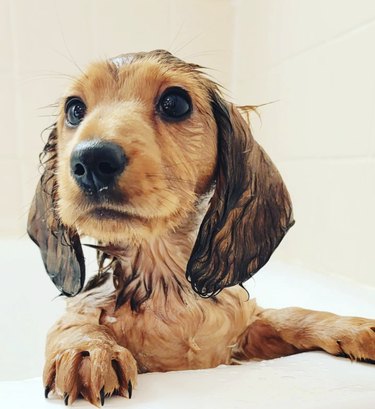 A wet daschund puppy in a bathtub.